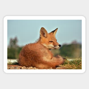 Alert Red Fox Kit Sticker